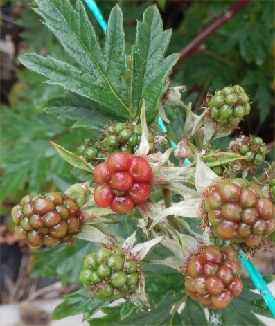 taggfria bj�rnb�r