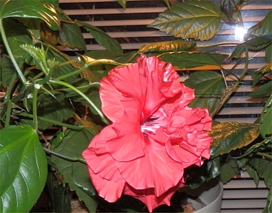 Gammaldags r�d hibiscus