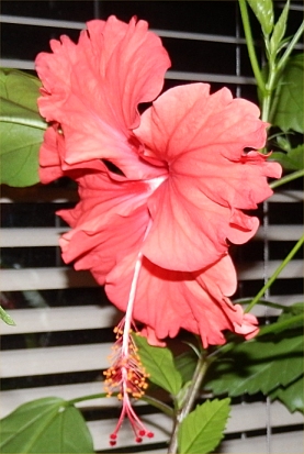 R�d hibiscus