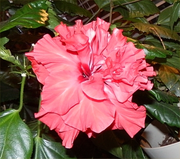 Gammaldags dubbel hibiskus