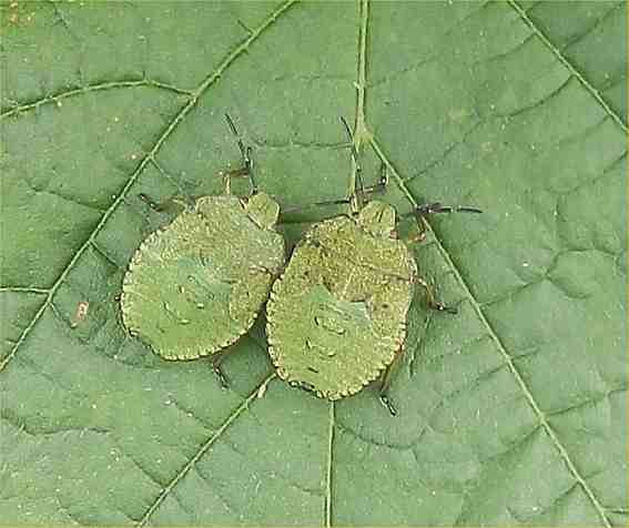 nymph shieldbug palomena prasina