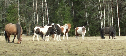 Flocken 2007