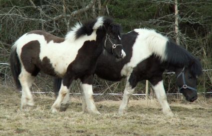 P�rla och Elfa