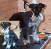 dvargschnauzerafter_a.jpg (28216 bytes)