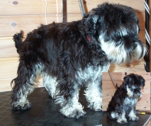 dvargschnauzerfore_a.jpg (39566 bytes)