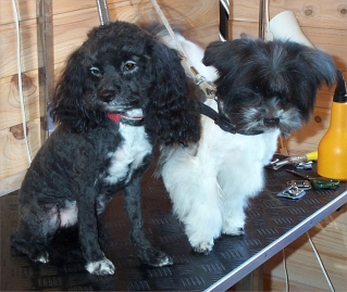 hundar7xx.jpg (88395 bytes)