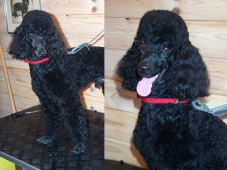 svartpudelafter_a.jpg (36593 bytes)