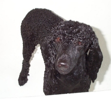 svartpudelfore_a.jpg (29144 bytes)