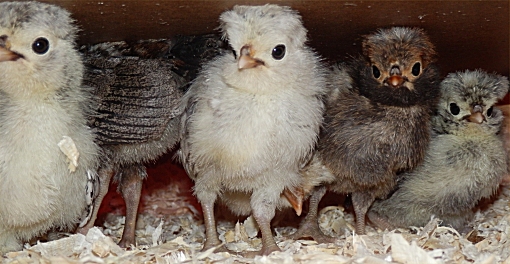 Poland bantams
