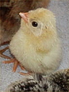 s�t paduankyckling